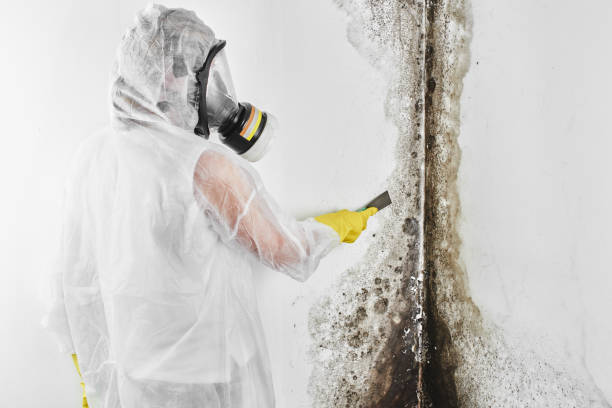 Best Toxic Mold Removal  in Silver Lake, NJ