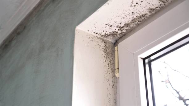 Best Fast Mold Removal  in Silver Lake, NJ