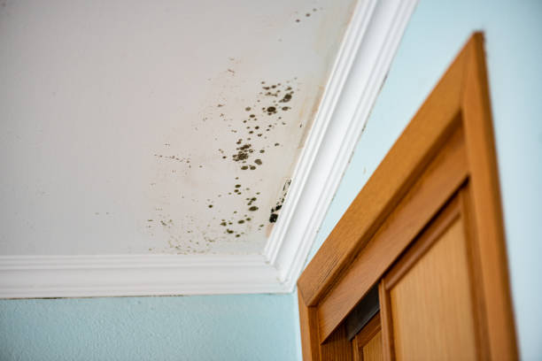 Best Commercial Mold Removal  in Silver Lake, NJ