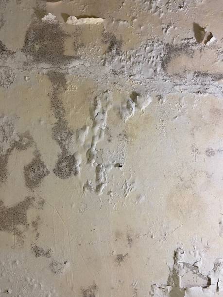 Best Certified Mold Removal  in Silver Lake, NJ