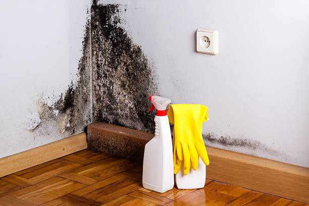 Best Mold Remediation Services  in Silver Lake, NJ