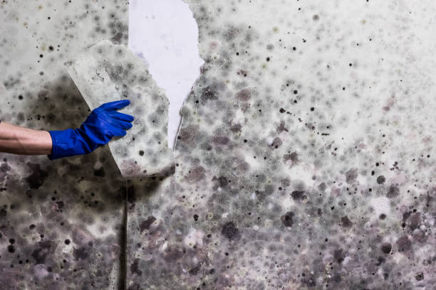 Best Mold Remediation  in Silver Lake, NJ